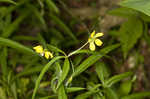 Lanceleaf loosestrife